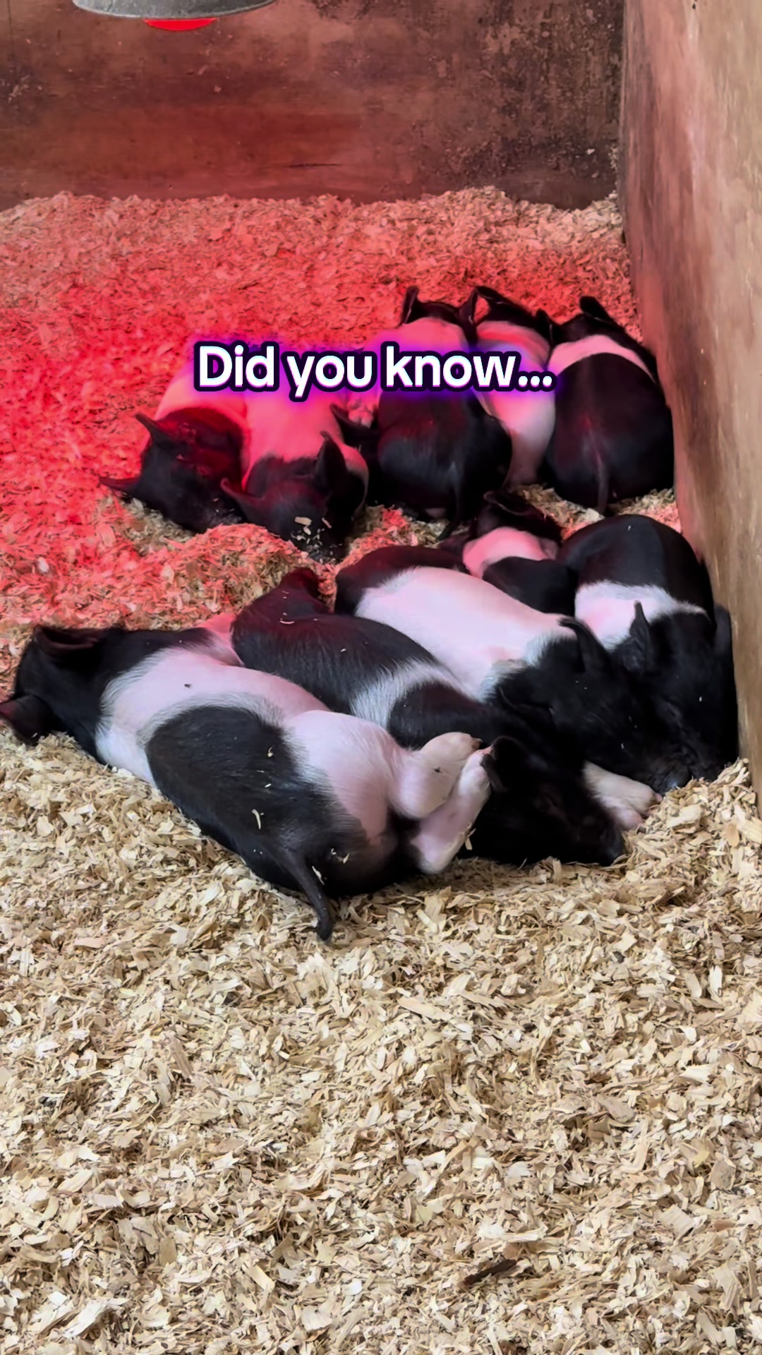@JD Genetics (Rachel)
