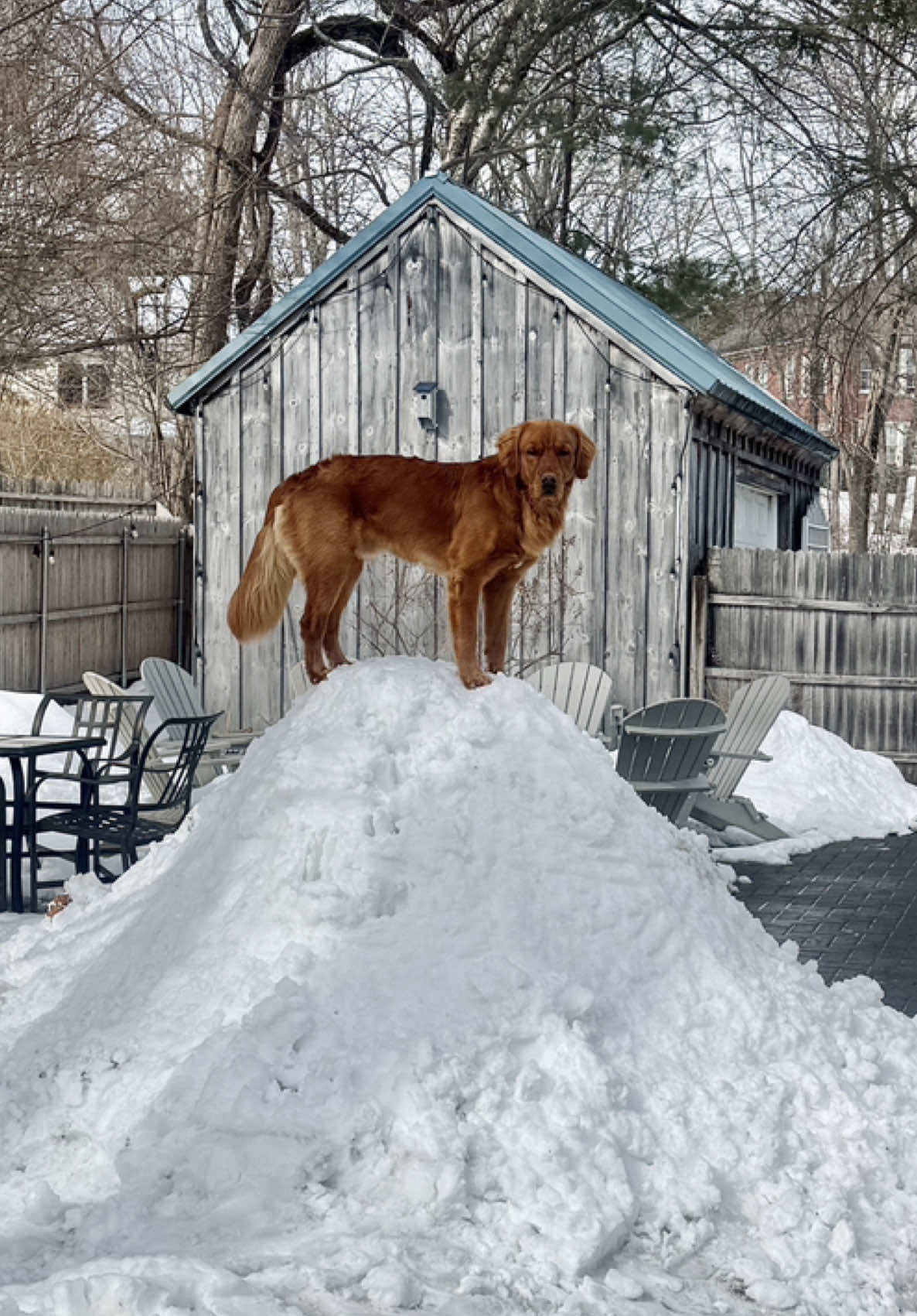 @Rooster The Red Retriever