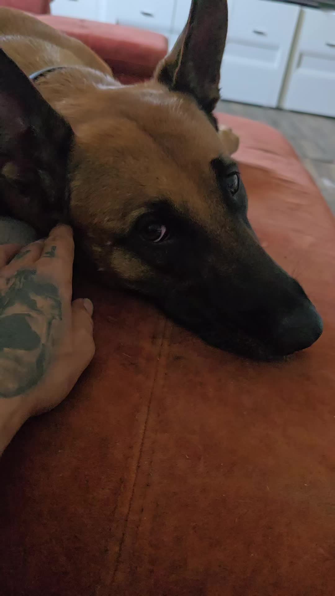 @Poppy Malinois, Korina & 🤡