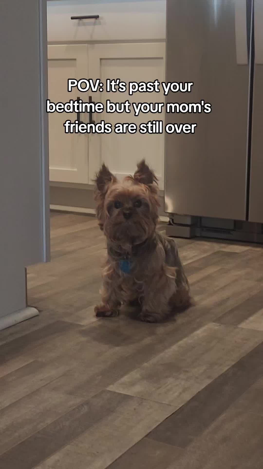 @Chase the Yorkie