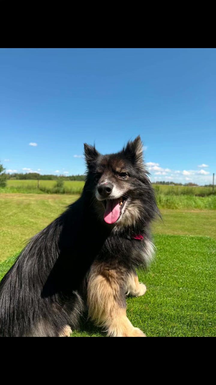 @Awesome Pawsome Ranch