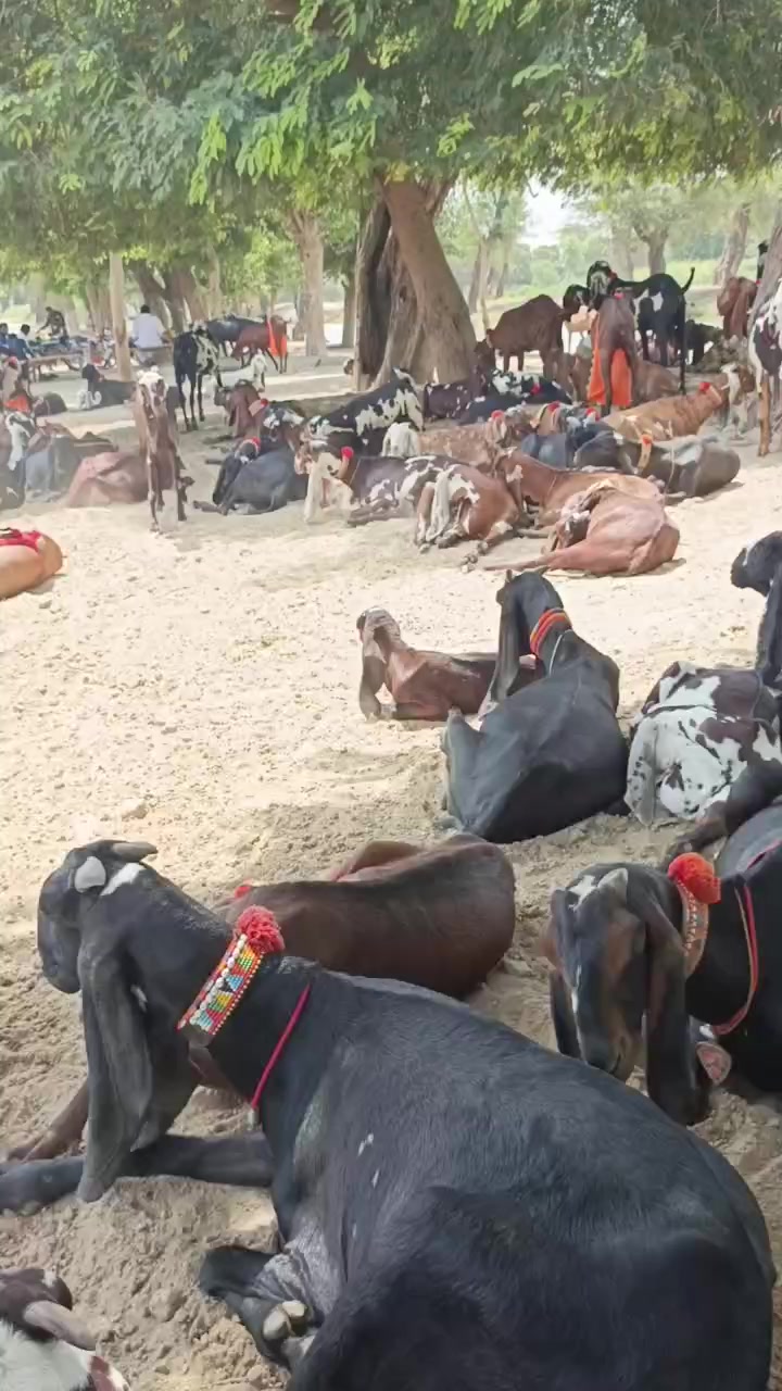 @Babu Pathan Goat Farm