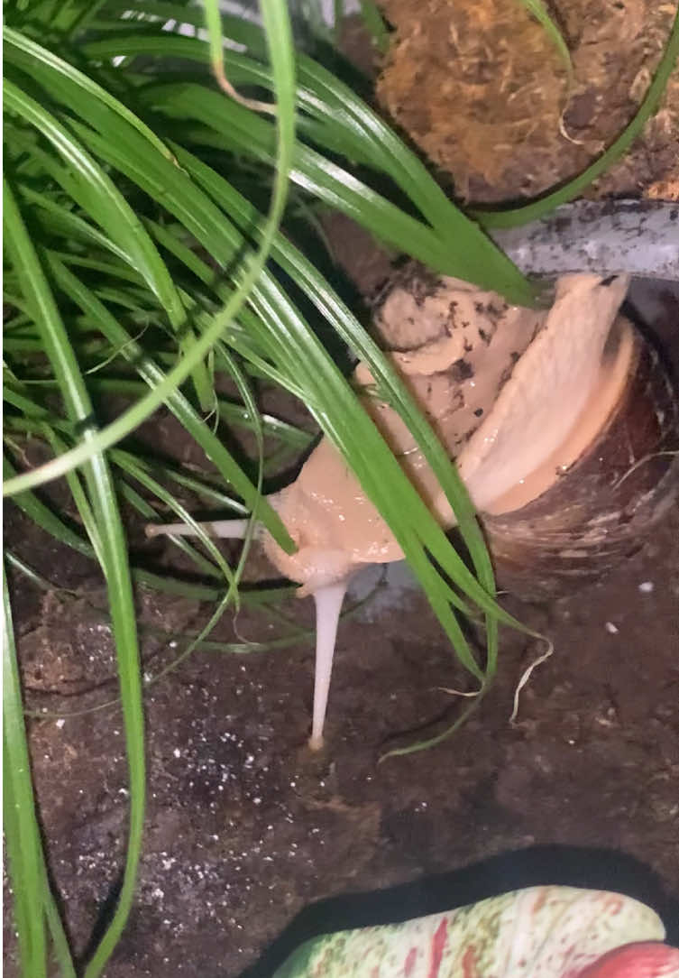 @🕷️Eliah—🐌
