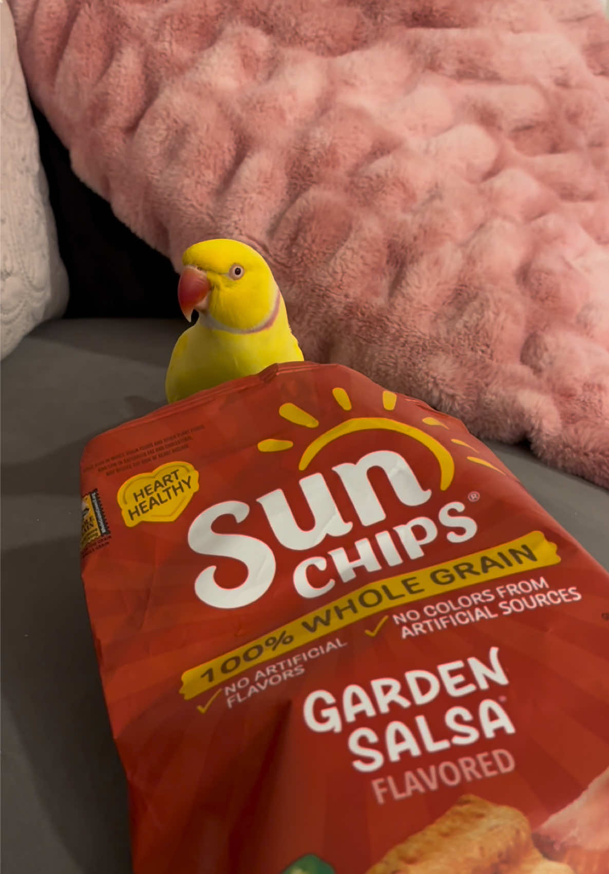 @TWINKIE 🐥