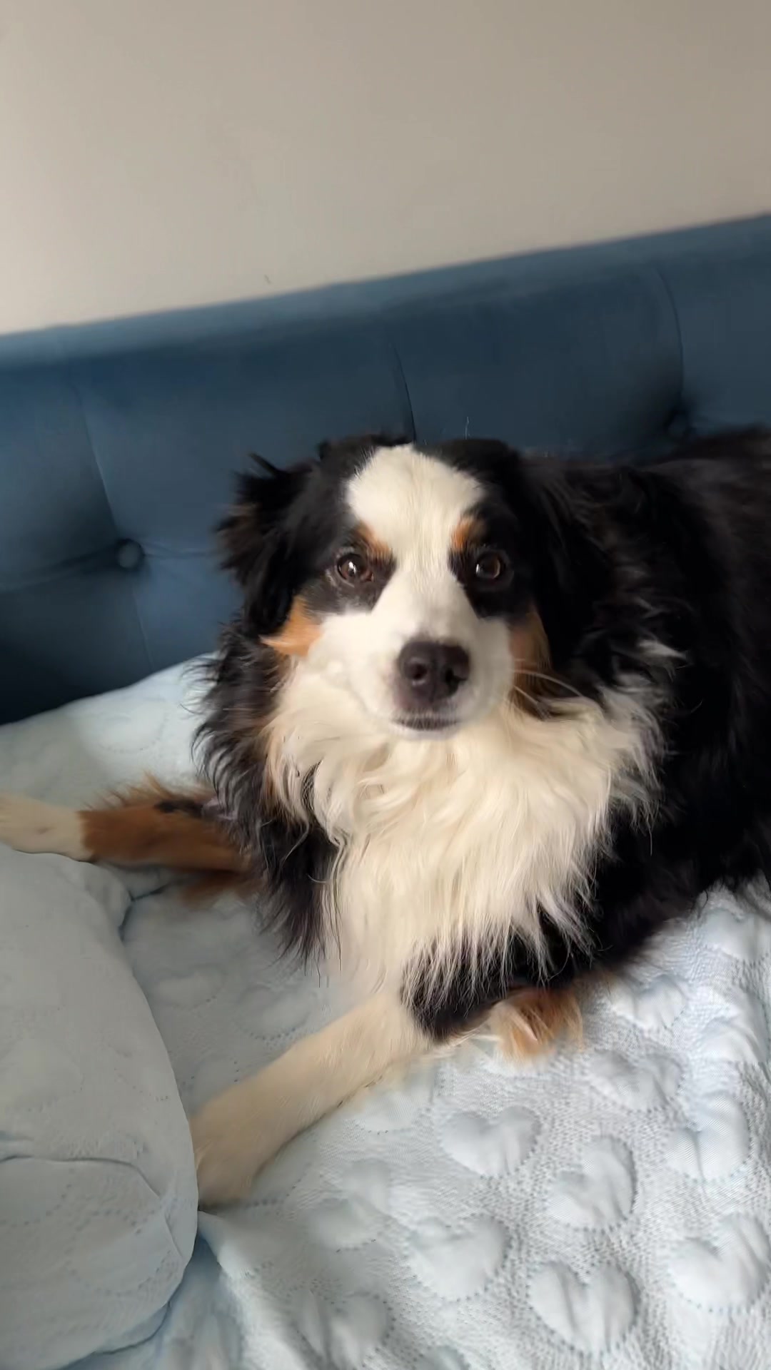 @Bonita.The.Mini.Aussie