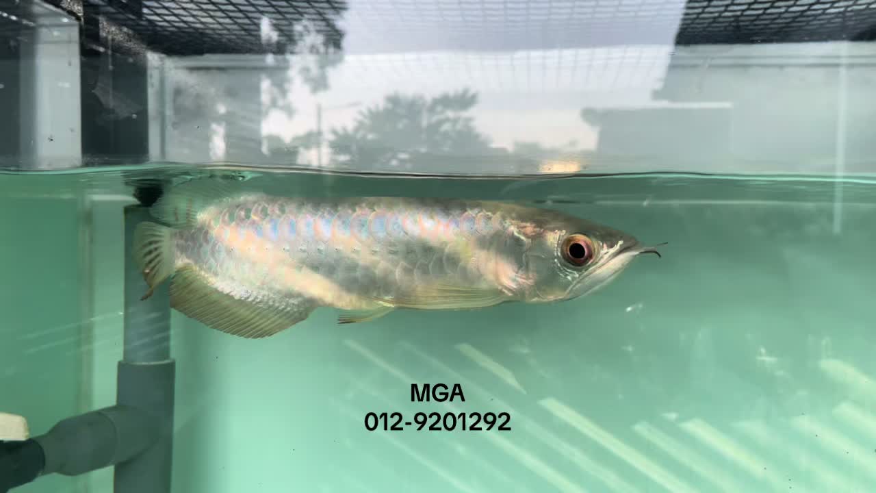 @MGA