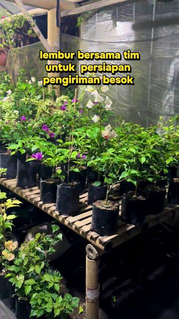 @PAK EKO BOUGENVILLE