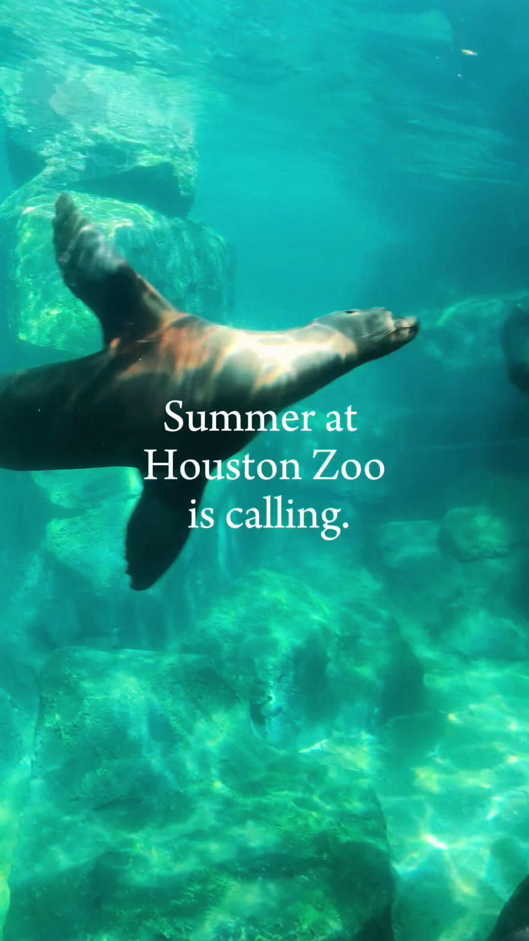 @Houston Zoo