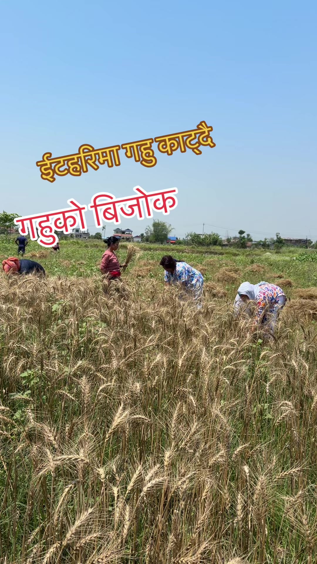 @Tara karki1044