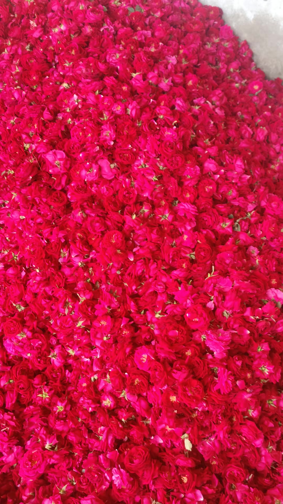 @🌷𝐒𝐇𝐀𝐍 𝐅𝐋𝐎𝐖𝐄𝐑𝐒🌷