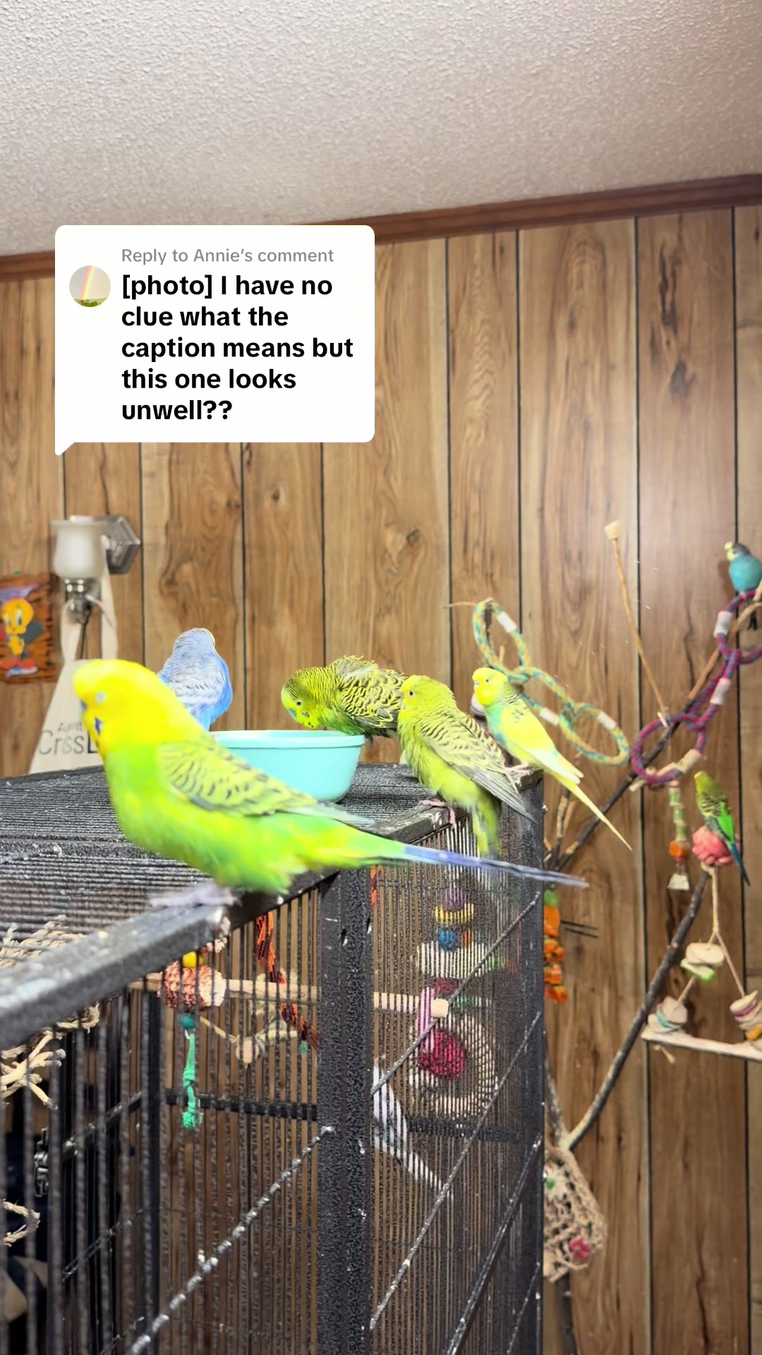 @PikaBoo & Friends 🦜
