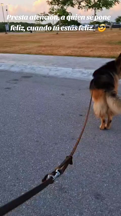 @Cachorretezeus