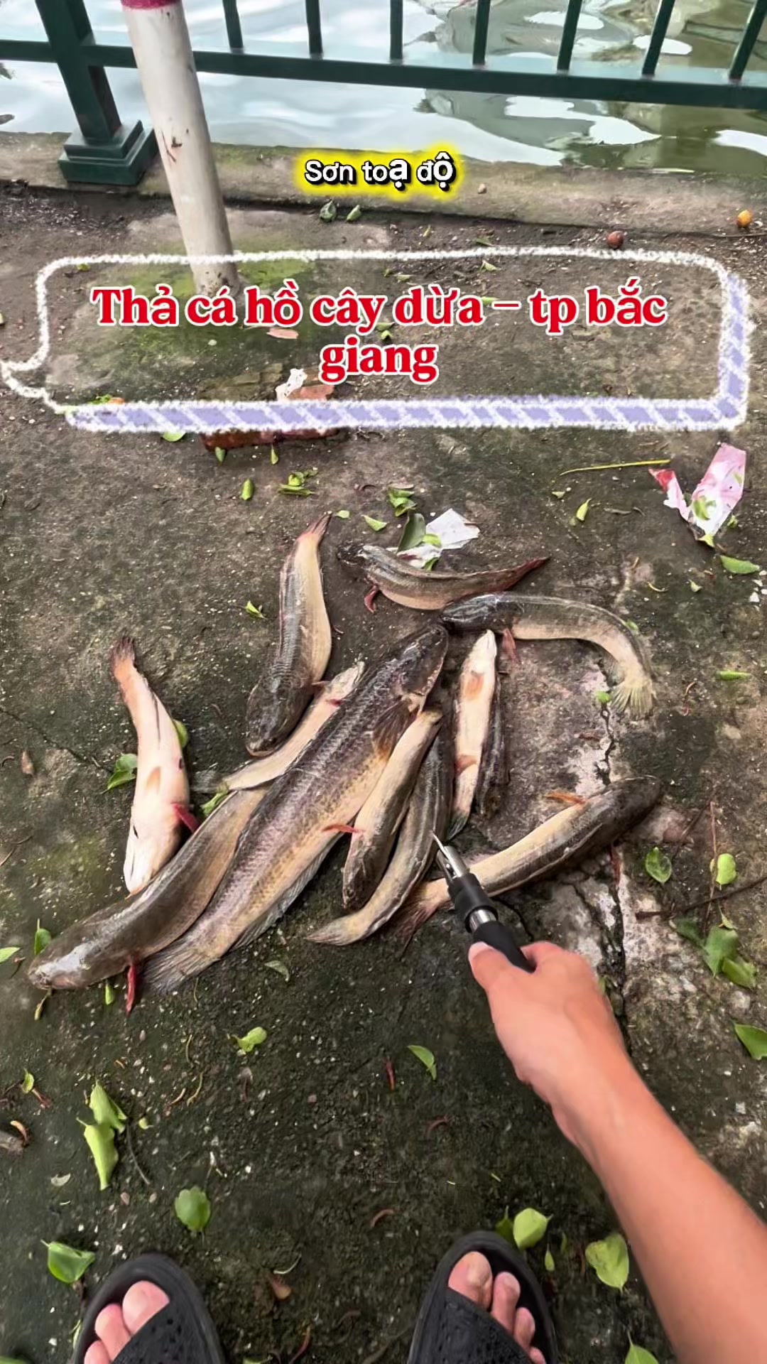 @Sơn toạ độ