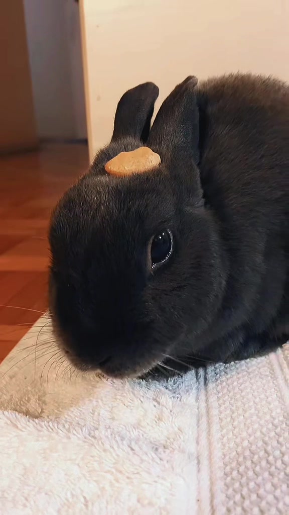 @💙🐰 Cutesy 🐰💙