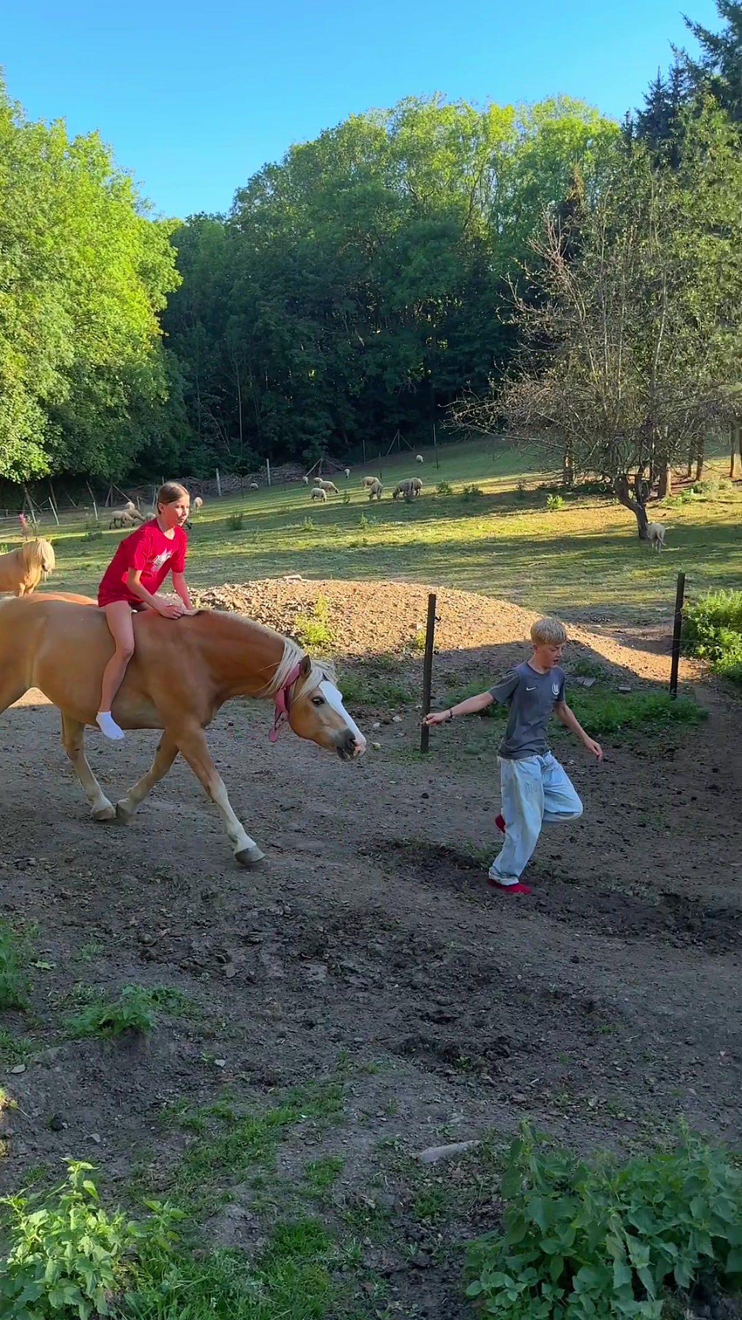@HafiHorse2