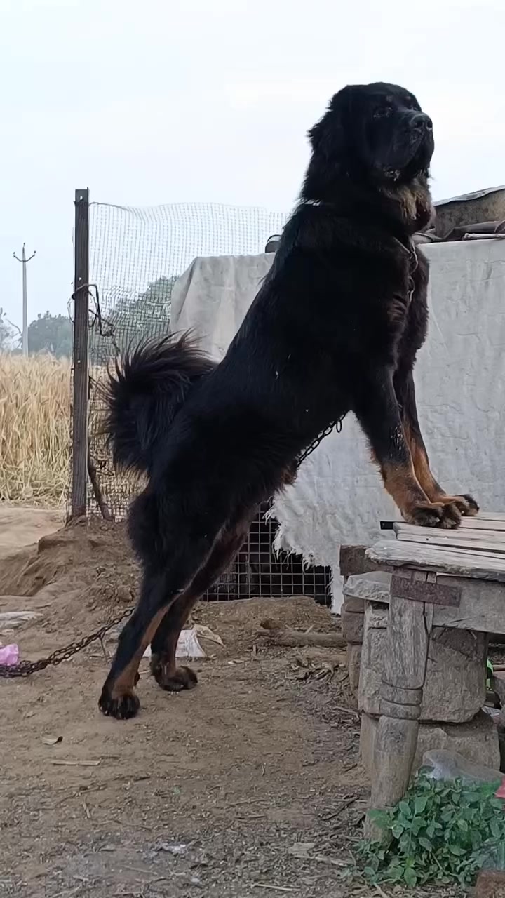 @Kashmiri_Bakrwal_Dog