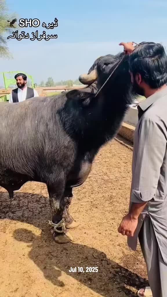 @سرفراز احمد دتوآنہ