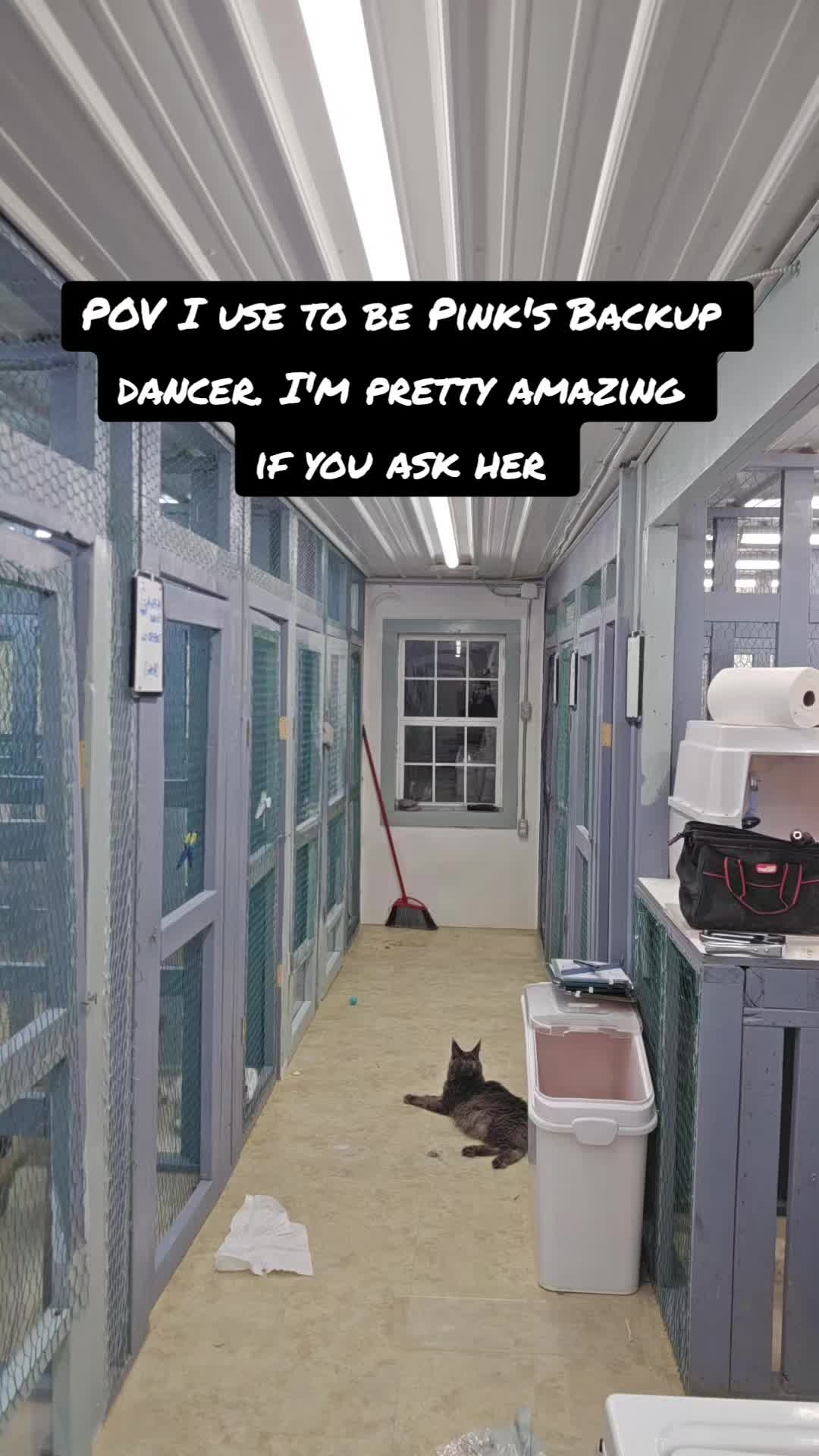 @@actionfarmsmainecoons