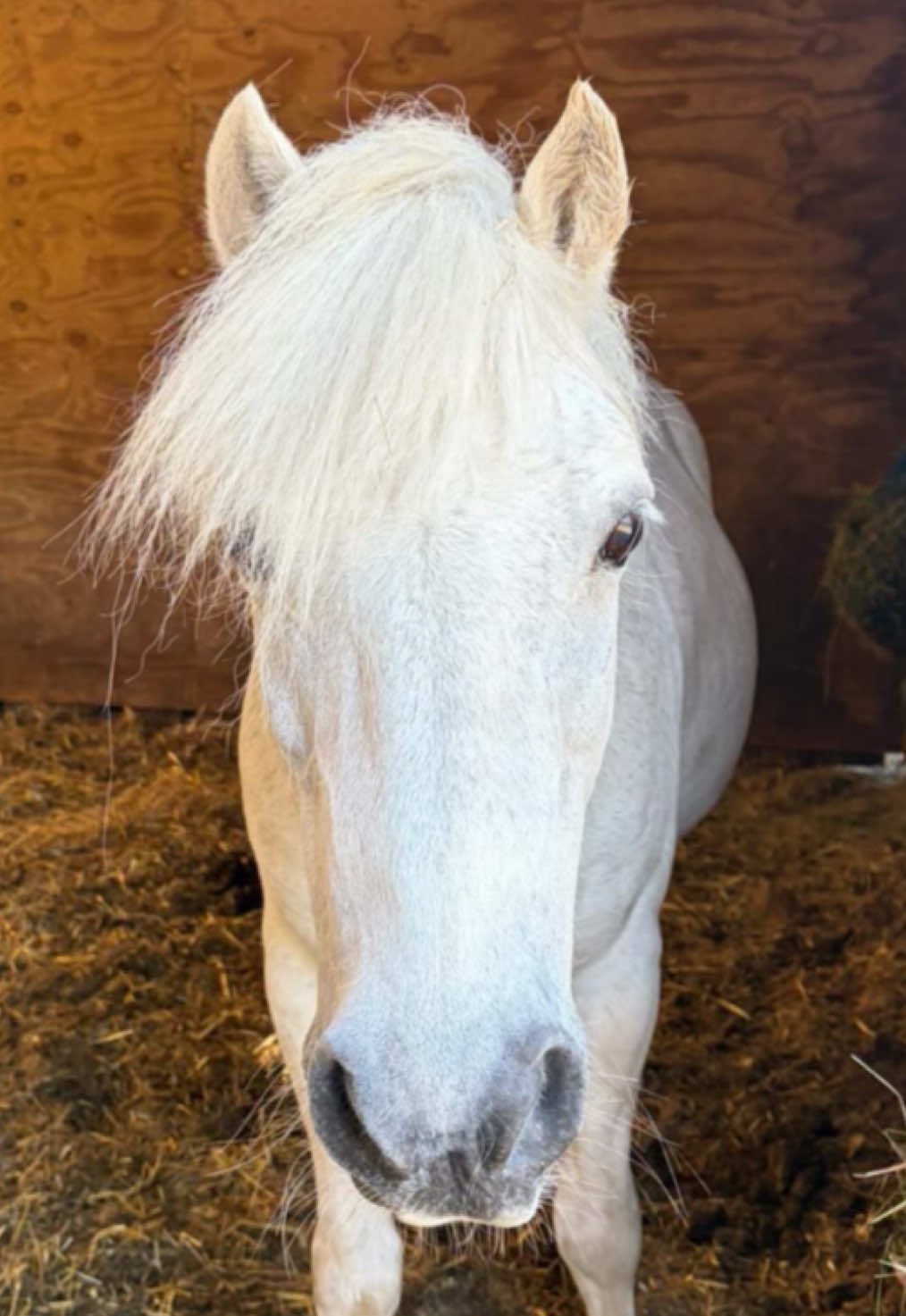 @Moor Farm Stables