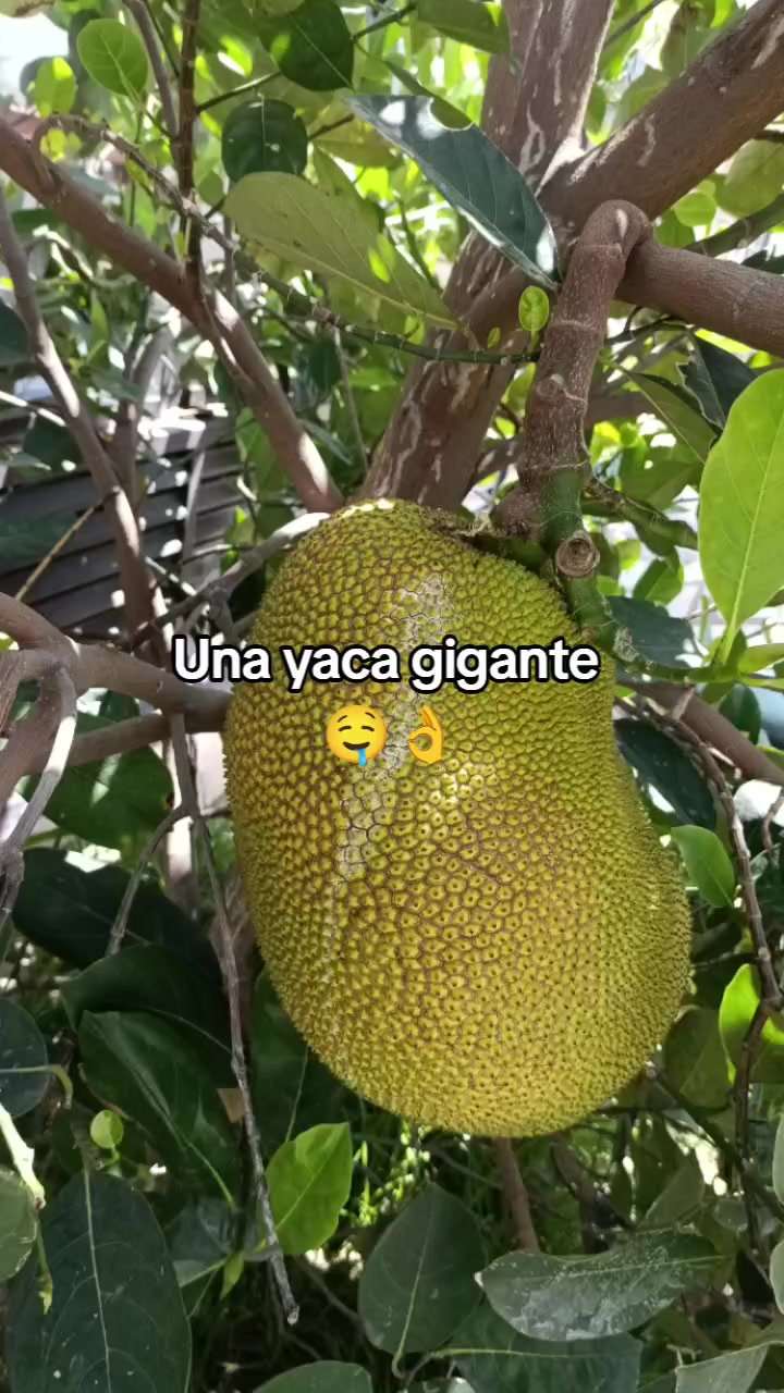 @ambicer98
