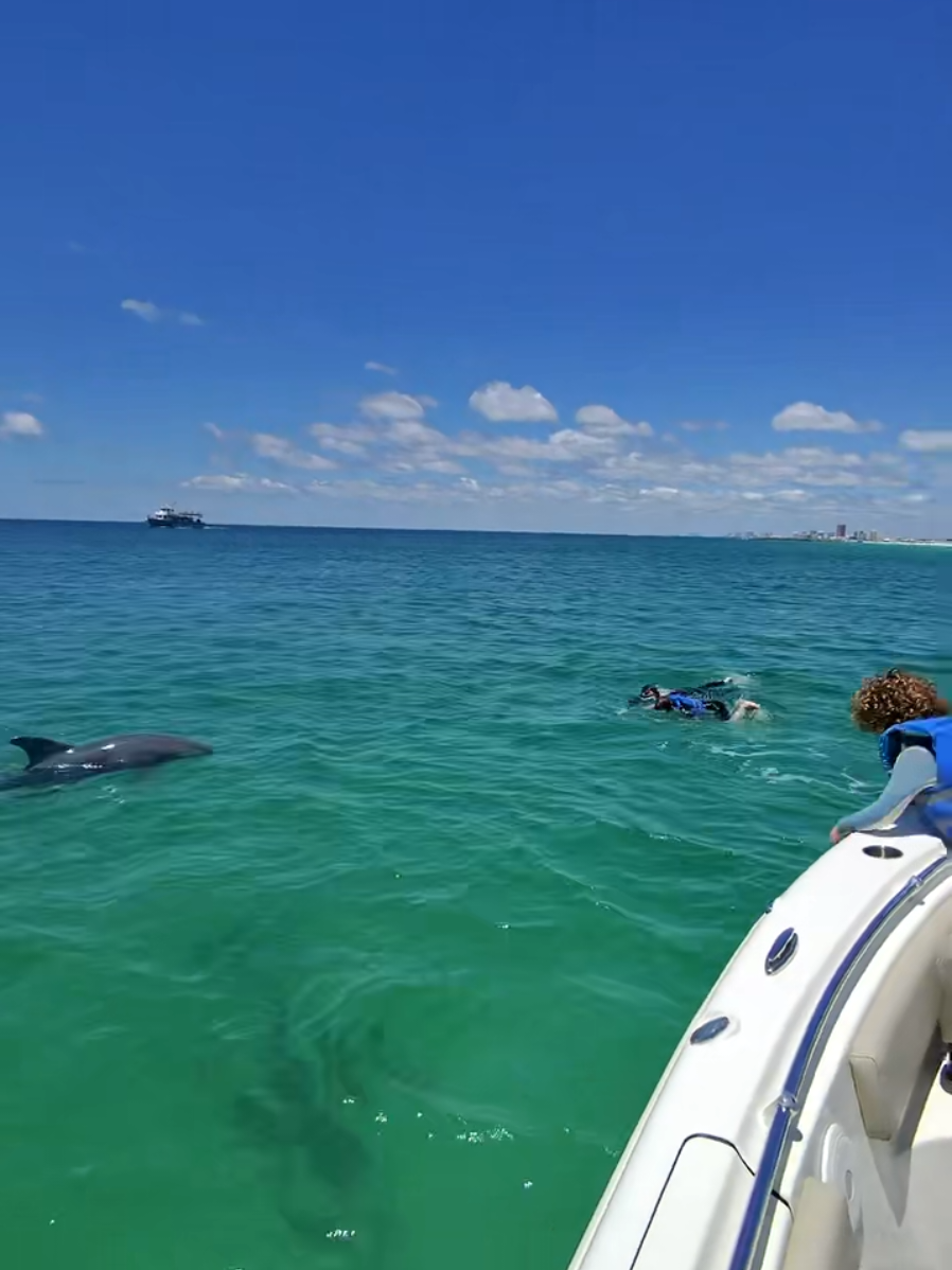 @Shell Island Dolphin Tours 🐬