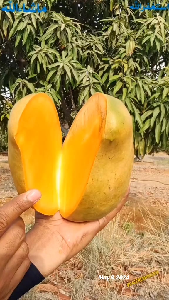 @🇦🇪@UAEFRESH🇦🇪