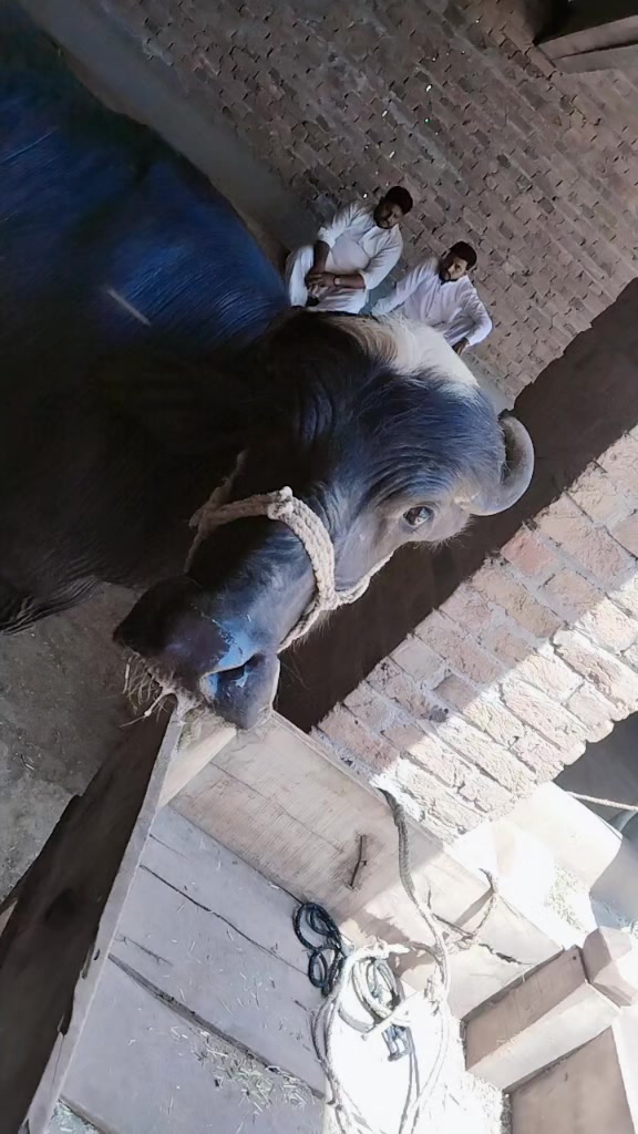 @CH M TARIQ MEO