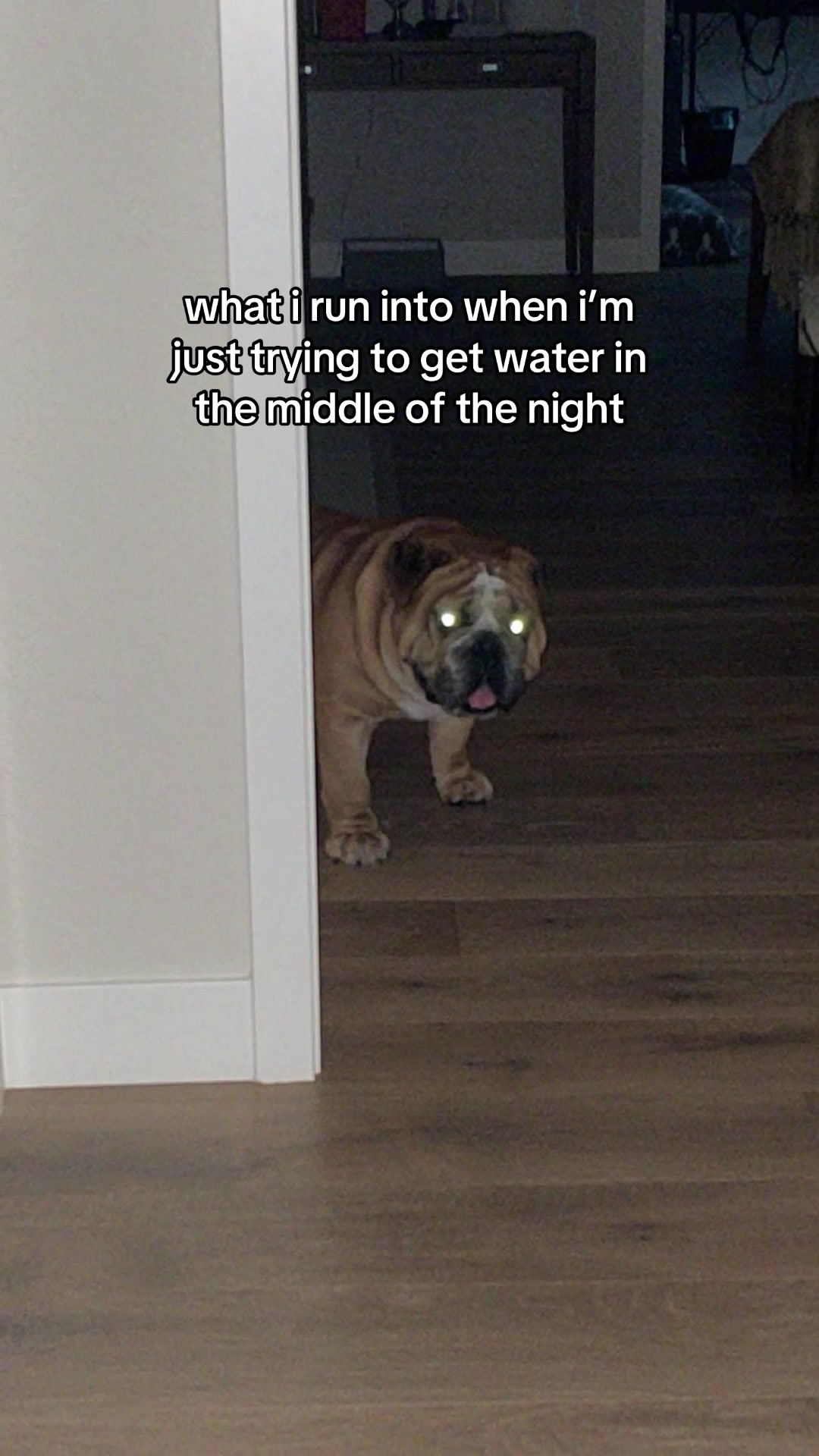 @Reggie the Bulldog