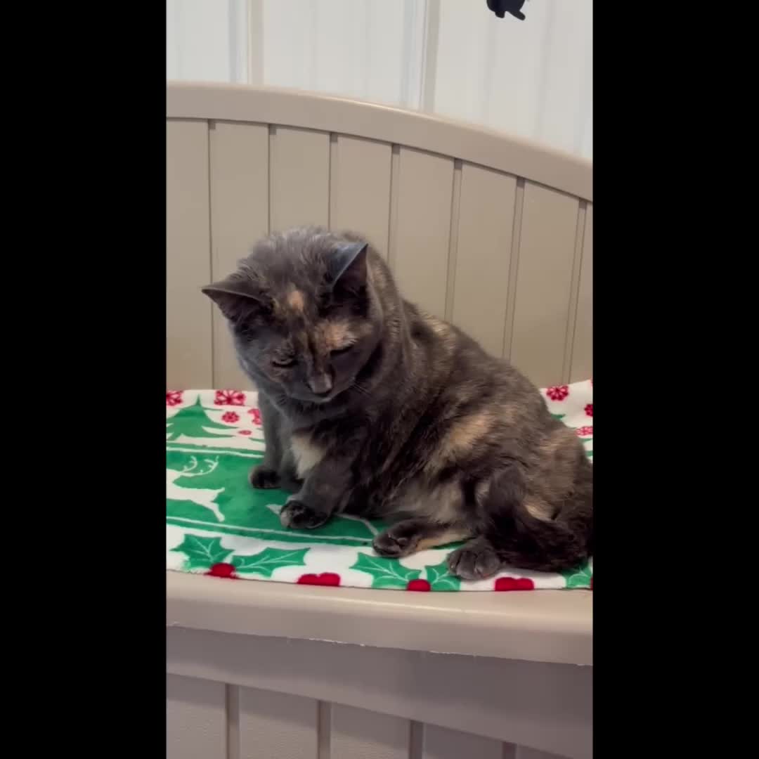 @Friends Forever Animal Rescue