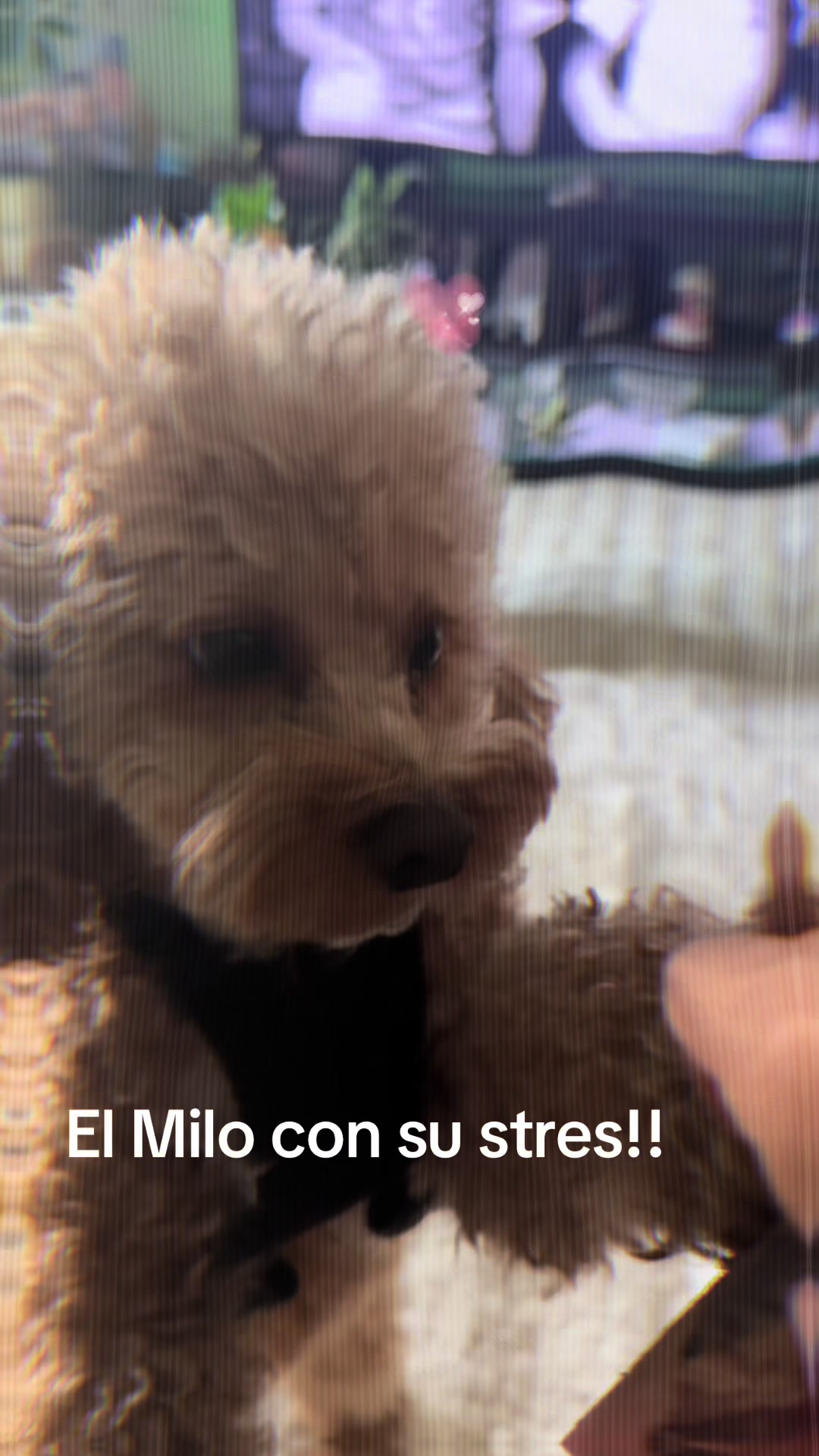 @pattycastillot