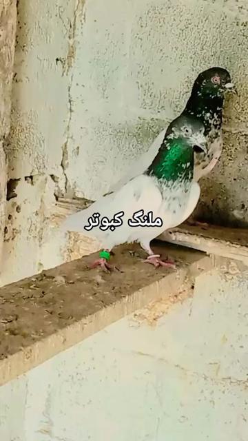 @shoqeenfoji980