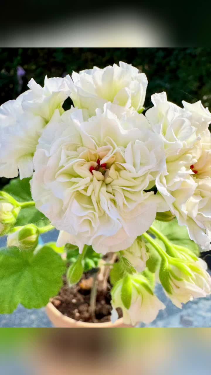 @Gül satışı🌸