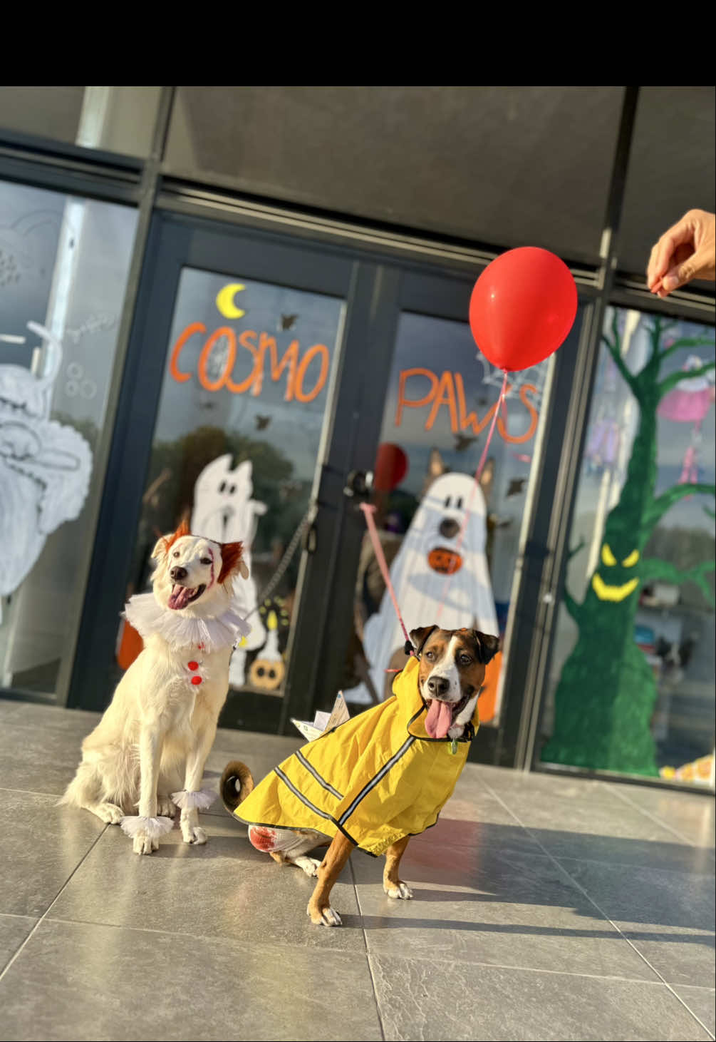 @HeyCosmopaws!