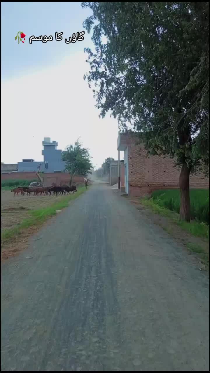 @💝شانی سندھو 🌱🌾