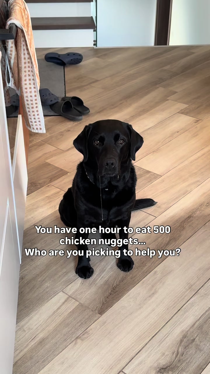 @lisatheblacklab