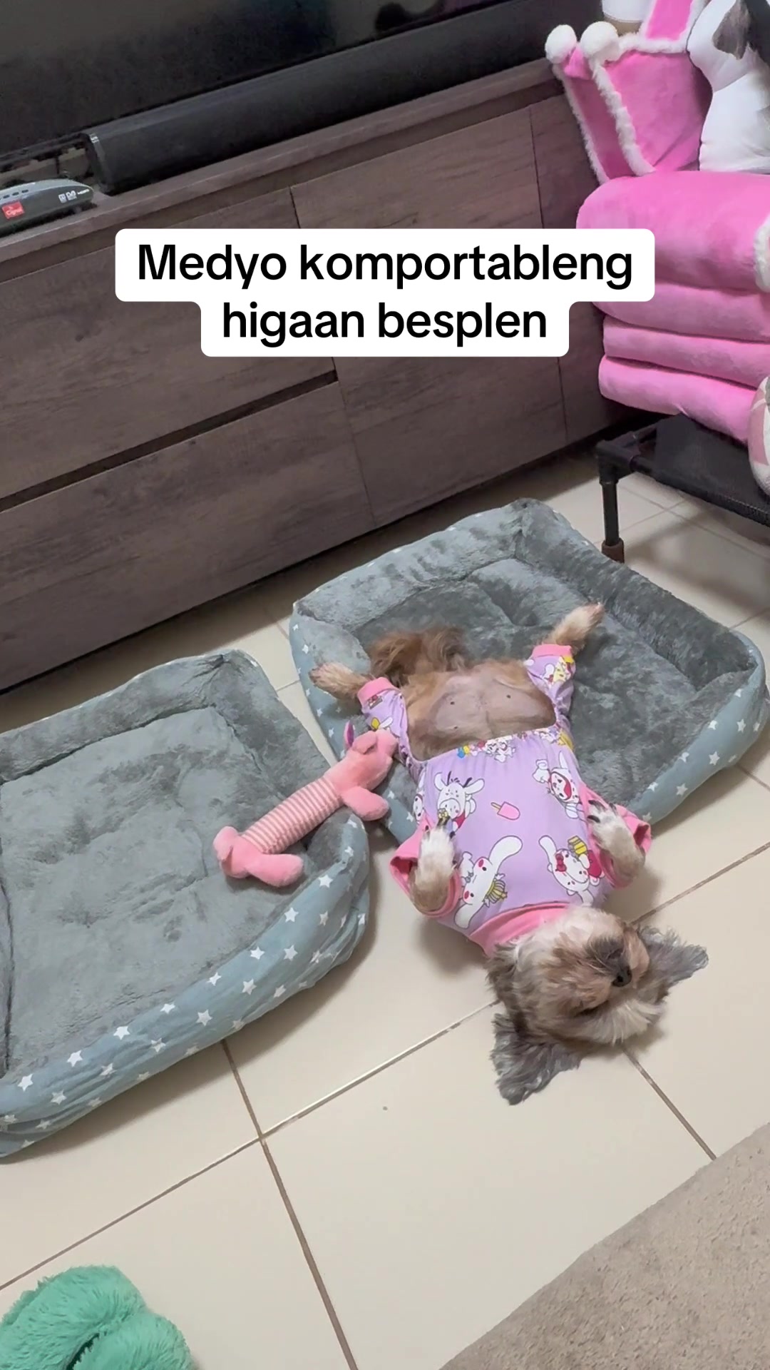 @Nella and Lucky the Shih🐶