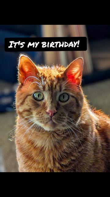 @MrFinn the cat
