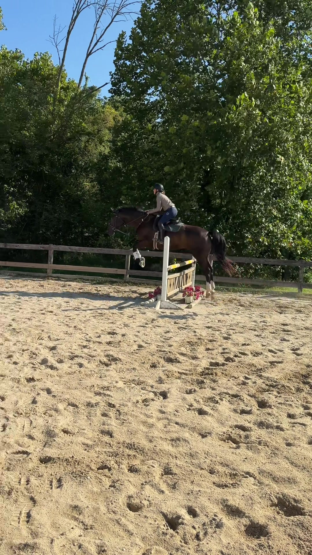 @Maria💜| Equestrian🦄
