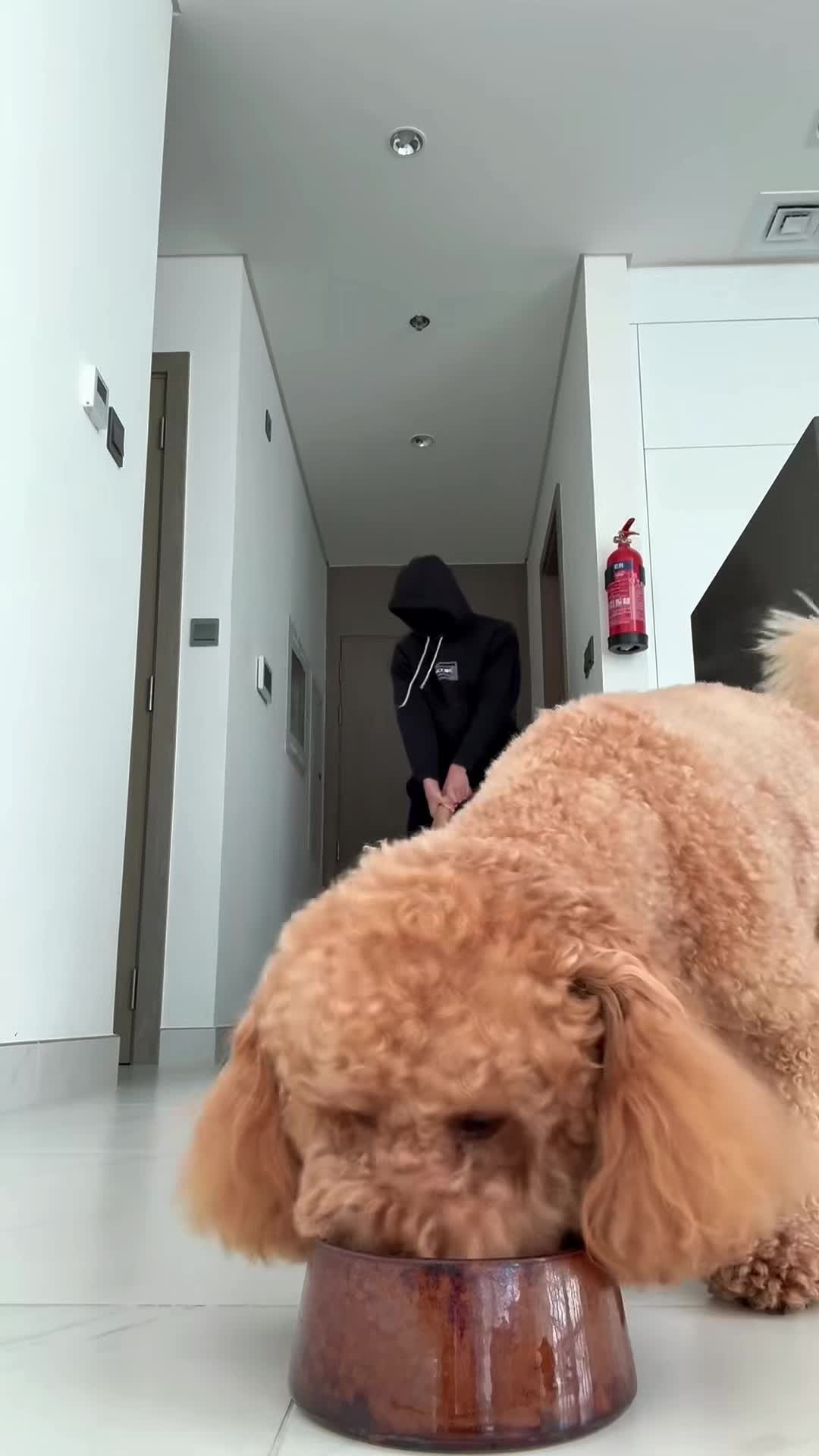 @charliethecharmingpup
