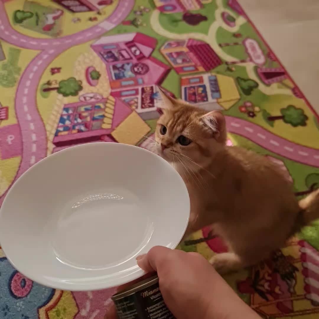 @LanaCats