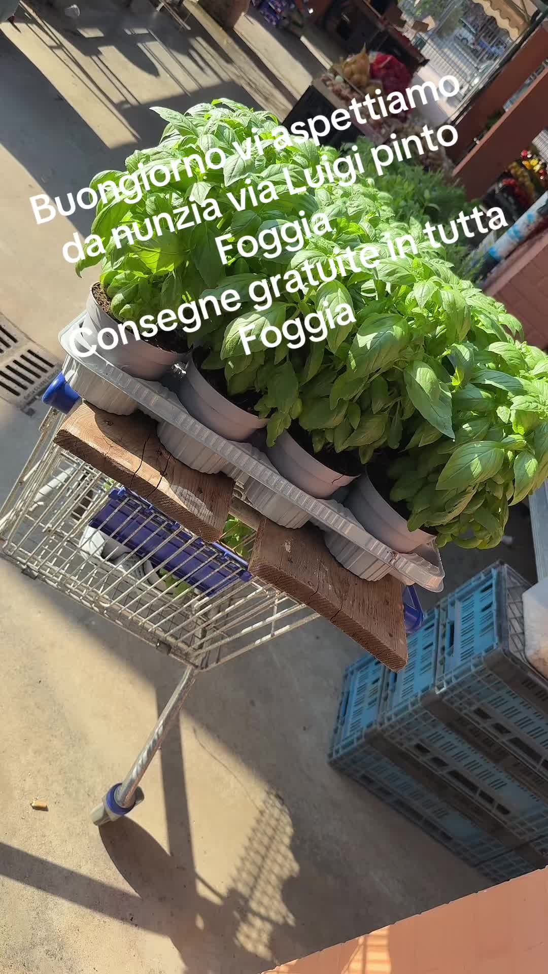 @frutta e verdura da nunzia