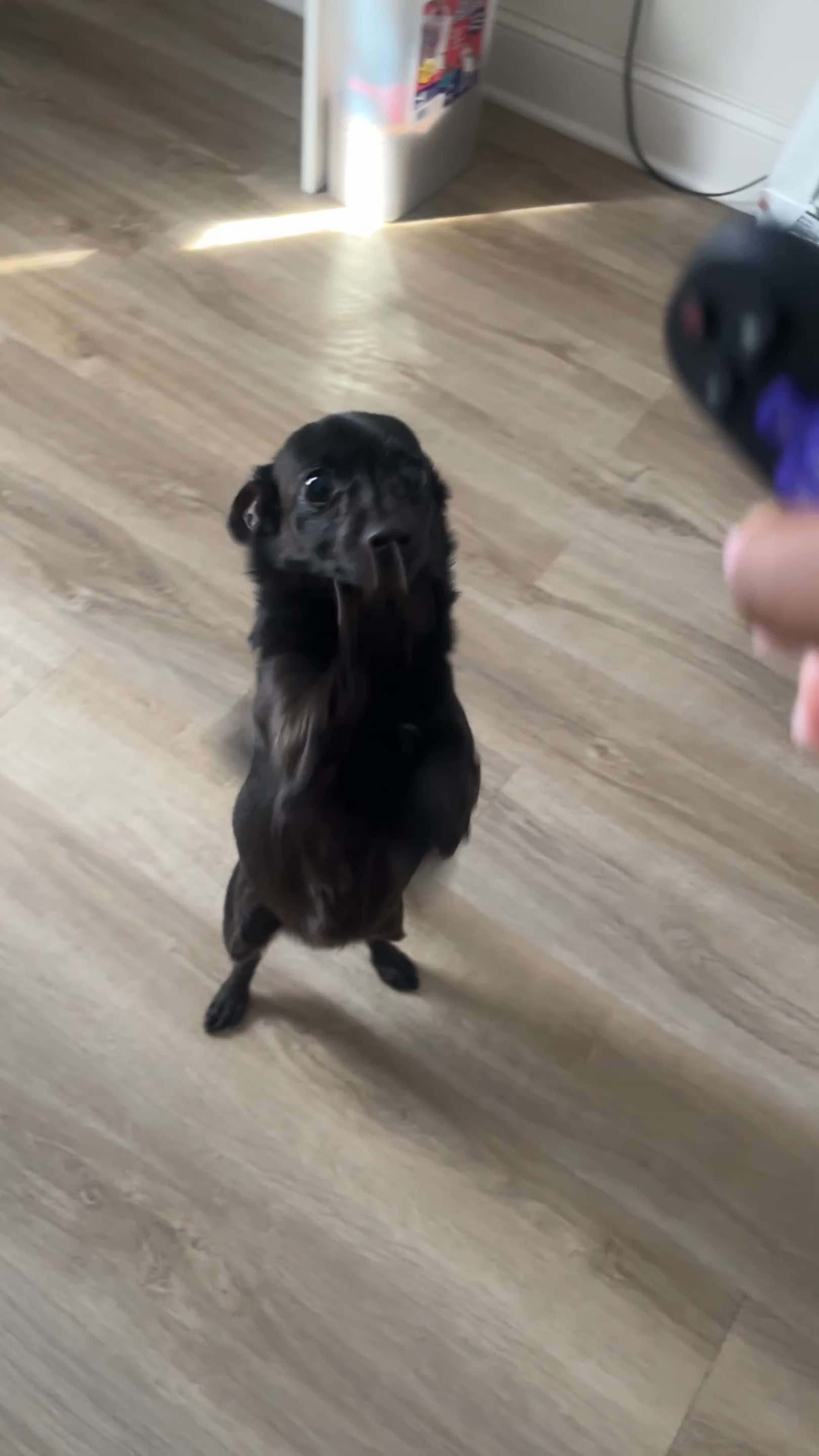 @Blackjack_Chihuahua
