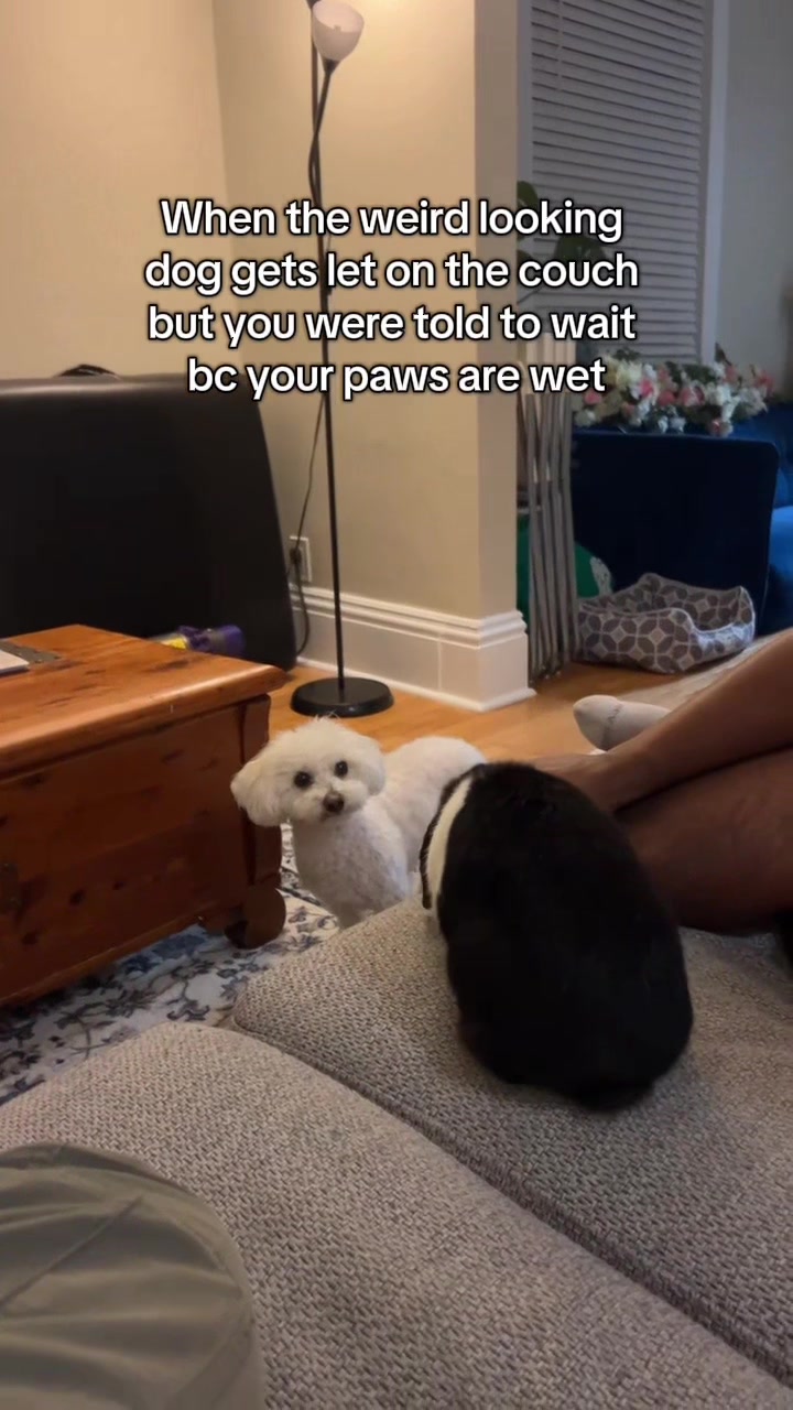 @Spicy The Dog
