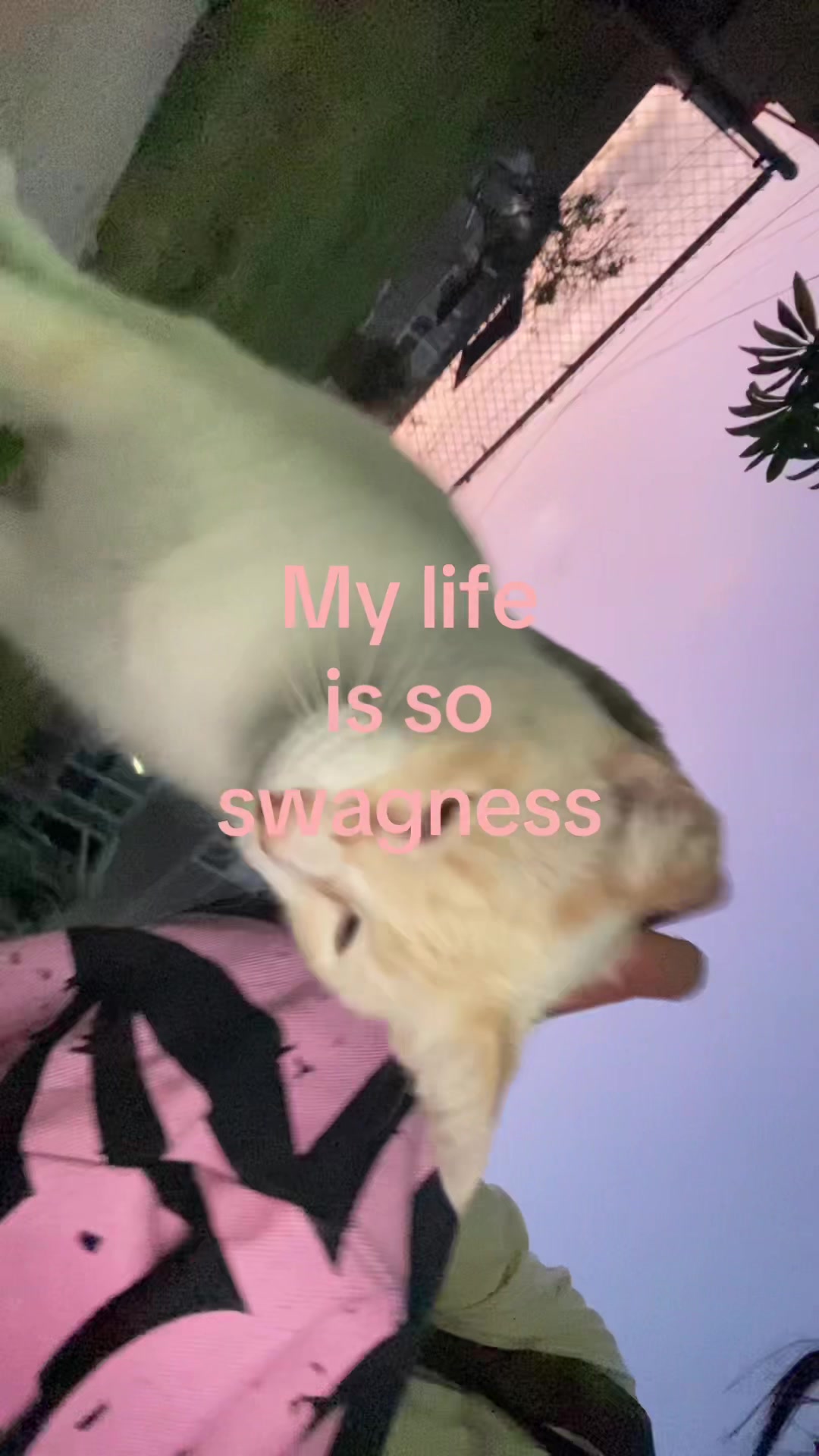 @🪷
