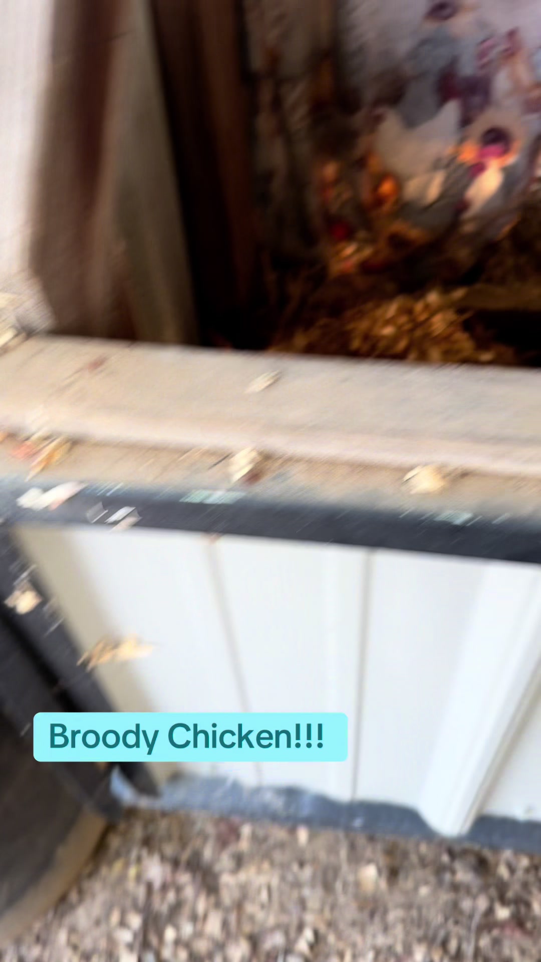 @chickchickmomma4