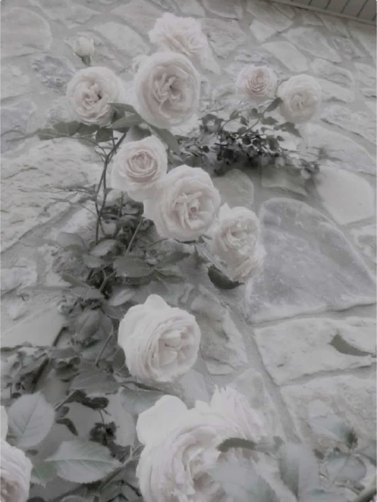 @⋆。˚꒰ঌ sᴛᴀʀʟɪɢʜᴛ꒱˚。⋆