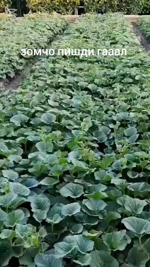 @ато🦁