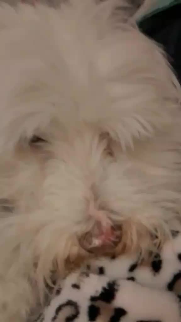 @Sr. Tom&aacute;s 💙🐶💚