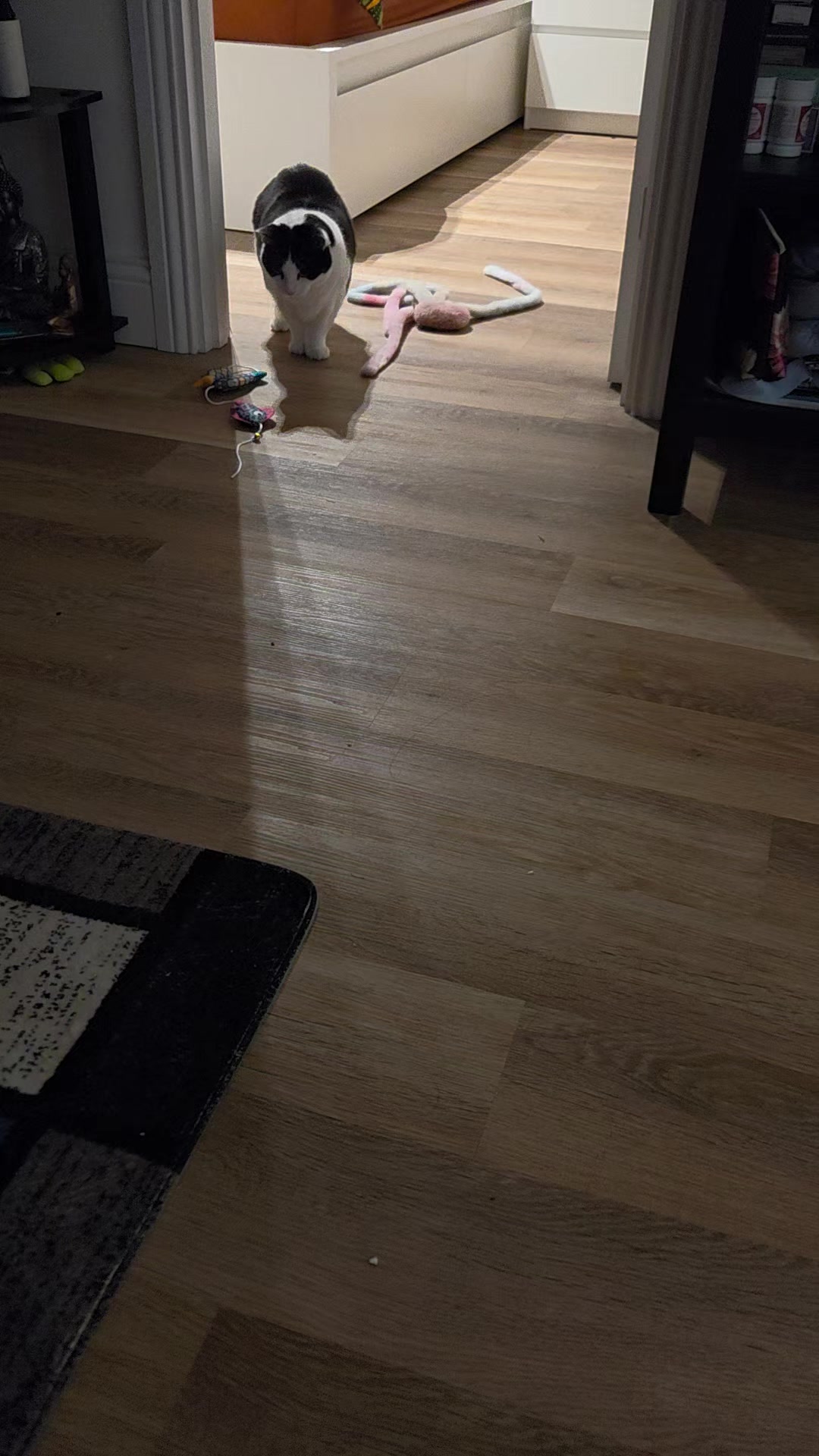 @dogtorkim