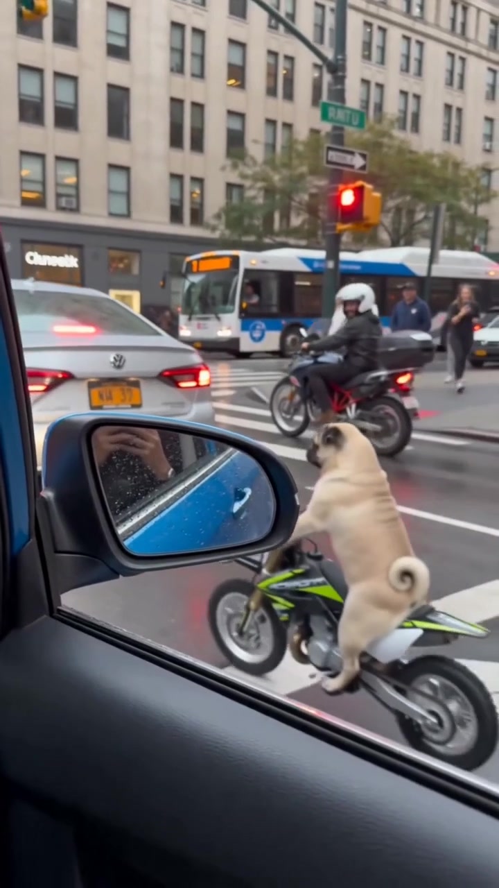@Lucas The Pug